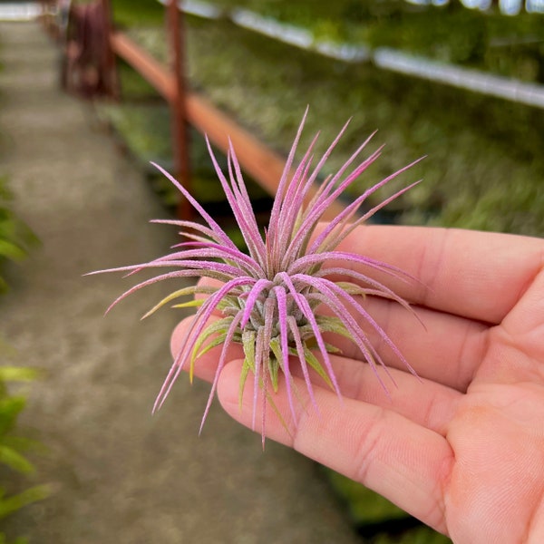 Ionantha Lavender Air Plant - Easy Care Tillandsia