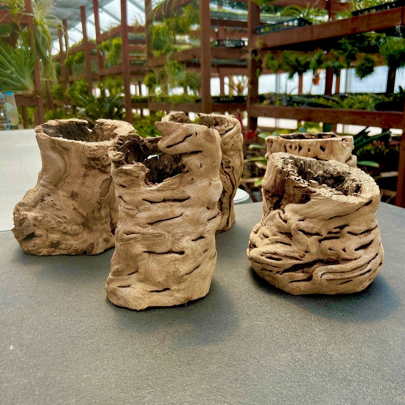 May include: Four rustic wooden planters with a natural brown finish. The planters are made from tree bark and have a unique, organic shape.