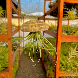 Large UFO/Jellyfish Air Plant Urchin Shell Hanging Display *Epic Display And Easy To Care For!*