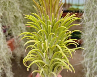 buy carnivorous plants Drosera graomogolensis, Sundew, live carnivorous plant, potted
