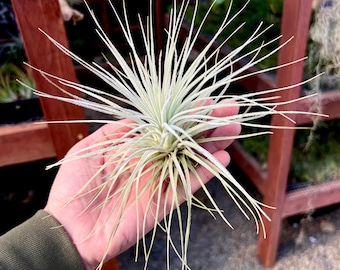 Tillandsia Tillandsia chiapensis x T.caput-medusae チランジア
