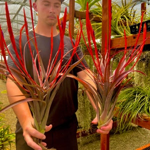 Flabellata Rubra Giant Specimen Air Plant *Currently In Bloom!*