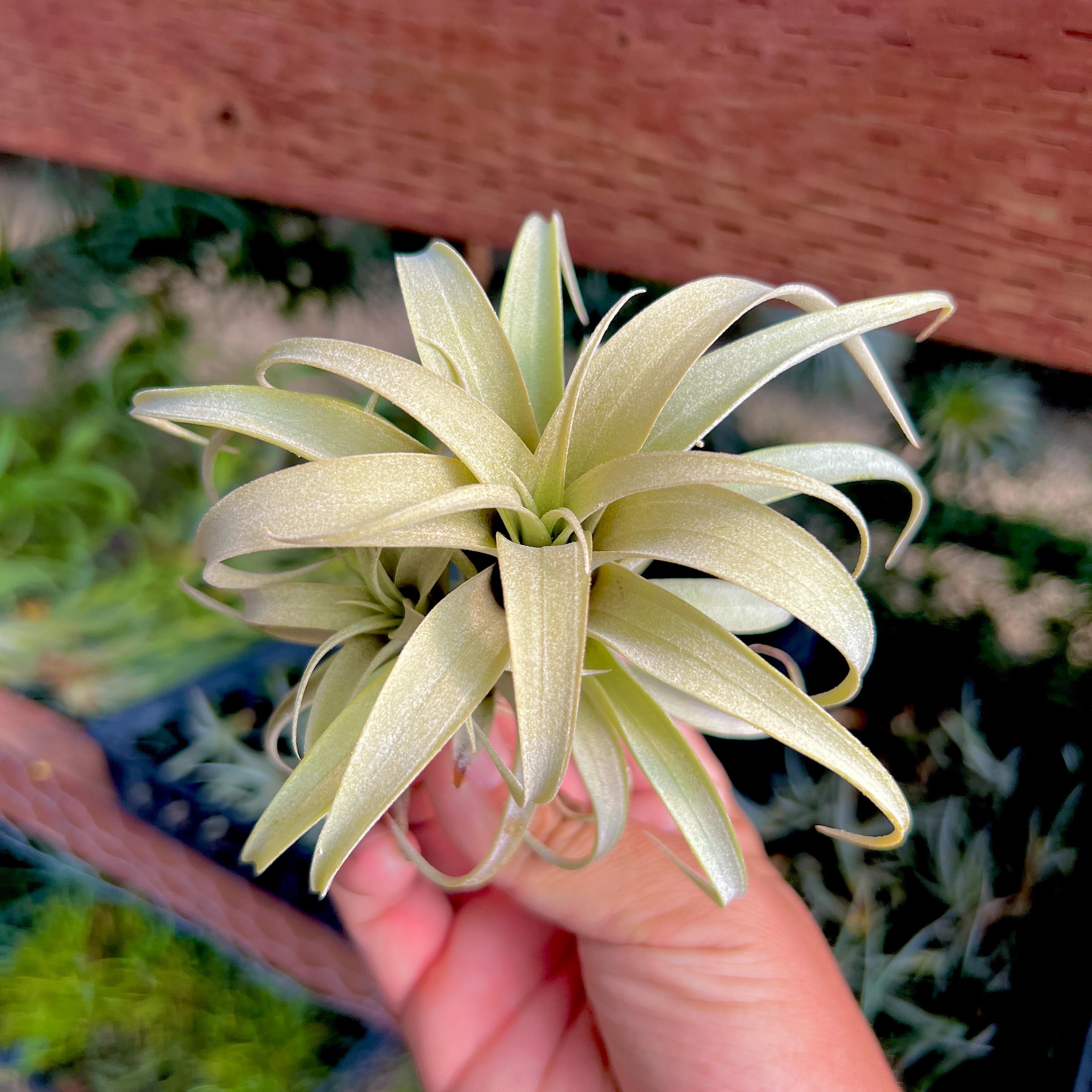 Tillandsia roseoscapa 'Curly' チランジア・ロゼオスカパ カーリー
