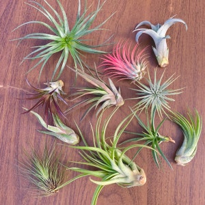 6 Air Plant Premium Greenhouse Mix GREAT VARIETY afbeelding 1