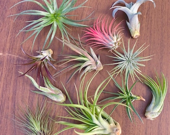 6 Air Plant Premium Greenhouse Mix *GREAT VARIETY!*