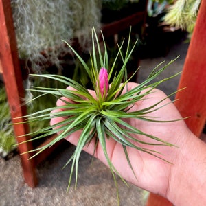 Assorted Blooming Medium Air Plant Tillandsia PINK Or RED Blooms!