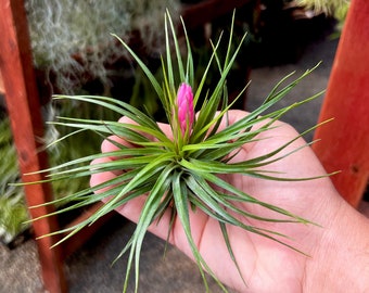 Assorted Blooming Medium Air Plant Tillandsia PINK Or RED Blooms!