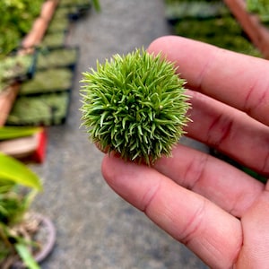 Aeranthos Teddy Bear Air Plant - Cute Sphere Shape!