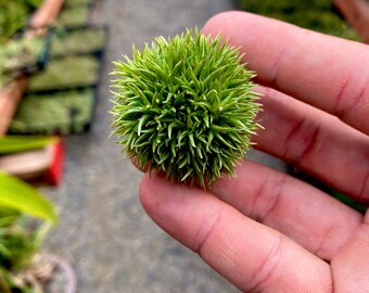 Plante aérienne Aeranthos Teddy Bear - Jolie forme de sphère !