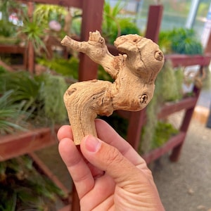 May include: A piece of driftwood, light brown in color, held in a hand. The wood has a unique, abstract shape with several protruding branches and a textured surface. The background shows a greenhouse setting with plants.