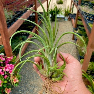 Ionantha x Brachy Hybrid Air Plant *Fun, Whimsical Shape!*