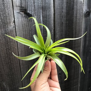 6 Air Plant Premium Greenhouse Mix GREAT VARIETY afbeelding 2
