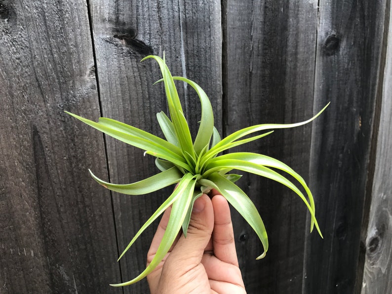 6 Air Plant Premium Greenhouse Mix GREAT VARIETY afbeelding 2