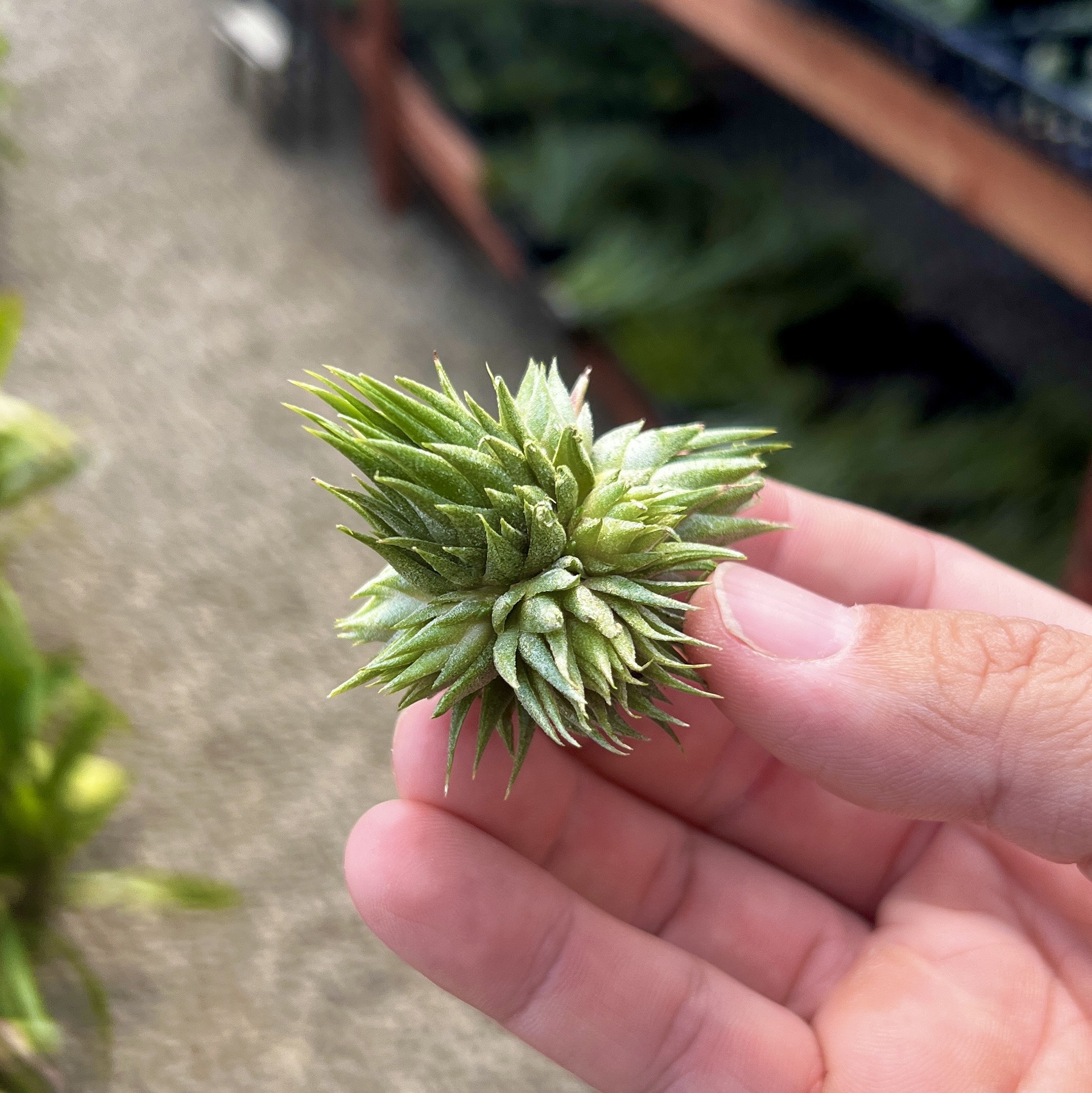 Ionantha Peanut Clump Air Plant *Cute TINY air plant clump 1”-2”*