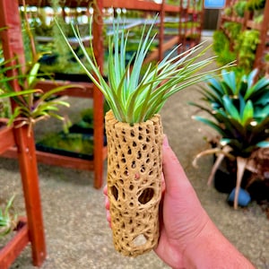 May include: A green air plant in a brown, textured, cylindrical ceramic planter. The planter has a unique, porous design.