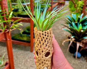 6" Cholla Wood Air Plant Display (Or Wood Only): Cleaned Cactus Driftwood Style Decor
