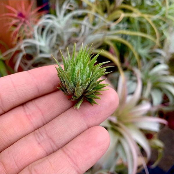 Ionantha Peanut Air Plant *Cute TINY air plant .5”-1”*