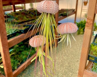 3 Pack Hanging Air Plant Jellyfish Display!