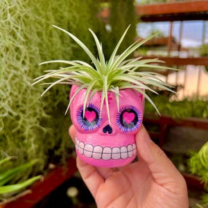 Halloween Air Plant - Etsy