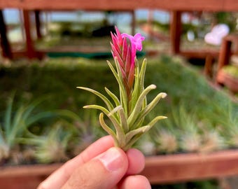 Raven ZZ Pink Variegated Zamioculcas Zamiifolia US Seller Fast