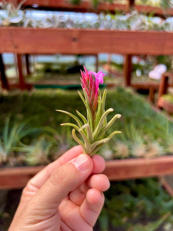 dracaena carmen Dracaena, 6in, Carmen Art – Floral Acres Greenhouse & Garden Centre main image 1