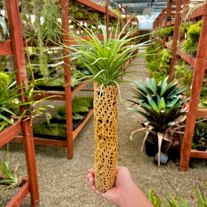 May include: A green air plant growing in a brown, porous, cylindrical ceramic planter. The planter has a rough, textured surface.