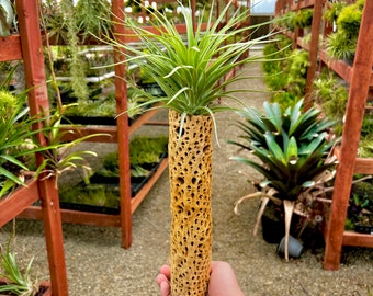 Beautiful 12" Cholla Wood Air Plant Display (Wood Only or Wood + Plant)