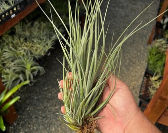 X Floridiana Air Plant *Tall Growing Plant*