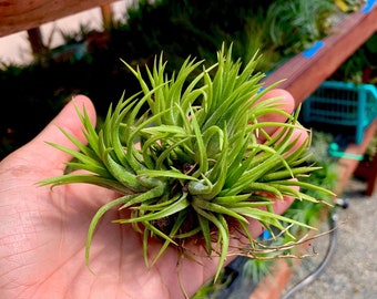 Assorted ionantha air plant clump *Will Continue Making Offsets!*