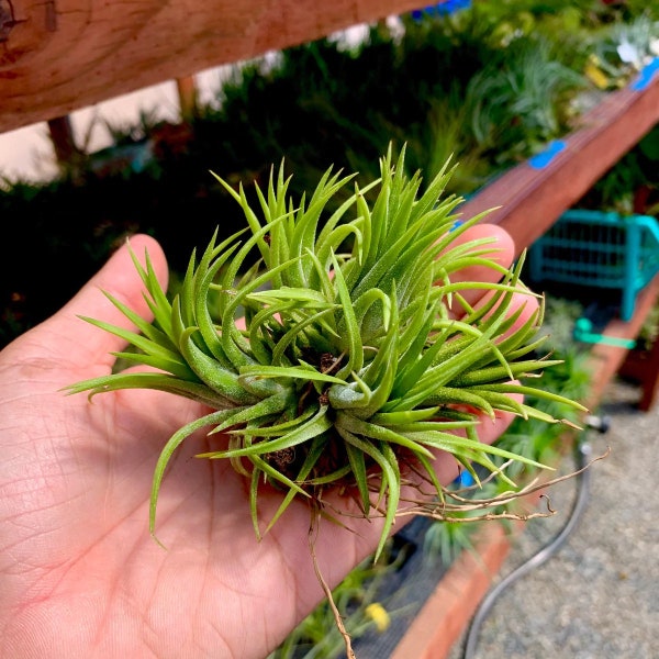 Assorted ionantha air plant clump *Will Continue Making Offsets!*