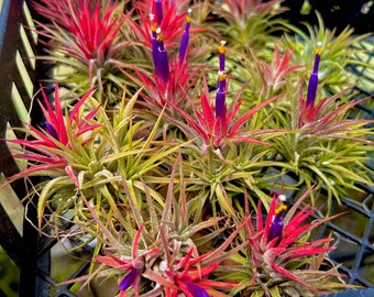 Ionantha Huamelula Mini Air Plant: Turns From Green to Red - Etsy