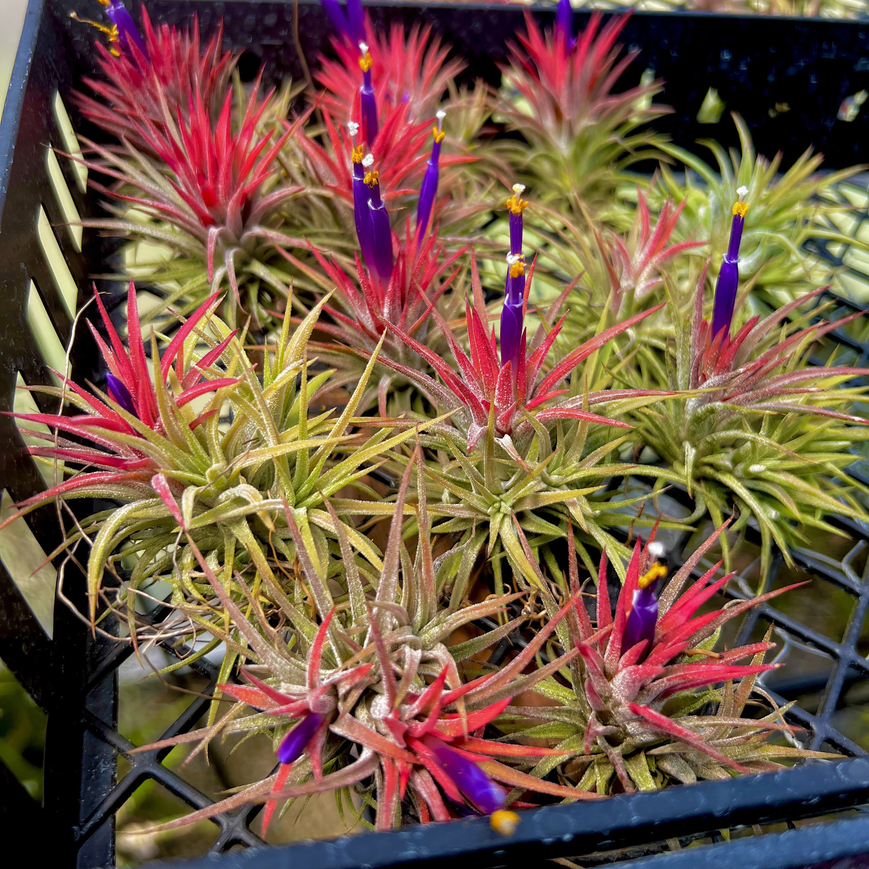 送料無料】ionantha 'Huamelula' × 'Sitting Pretty'〔エアプランツ