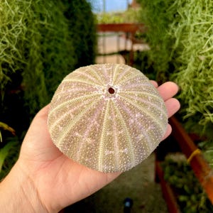 May include: A light brown sea urchin shell with a small hole in the center. The shell has a textured surface with many small bumps.
