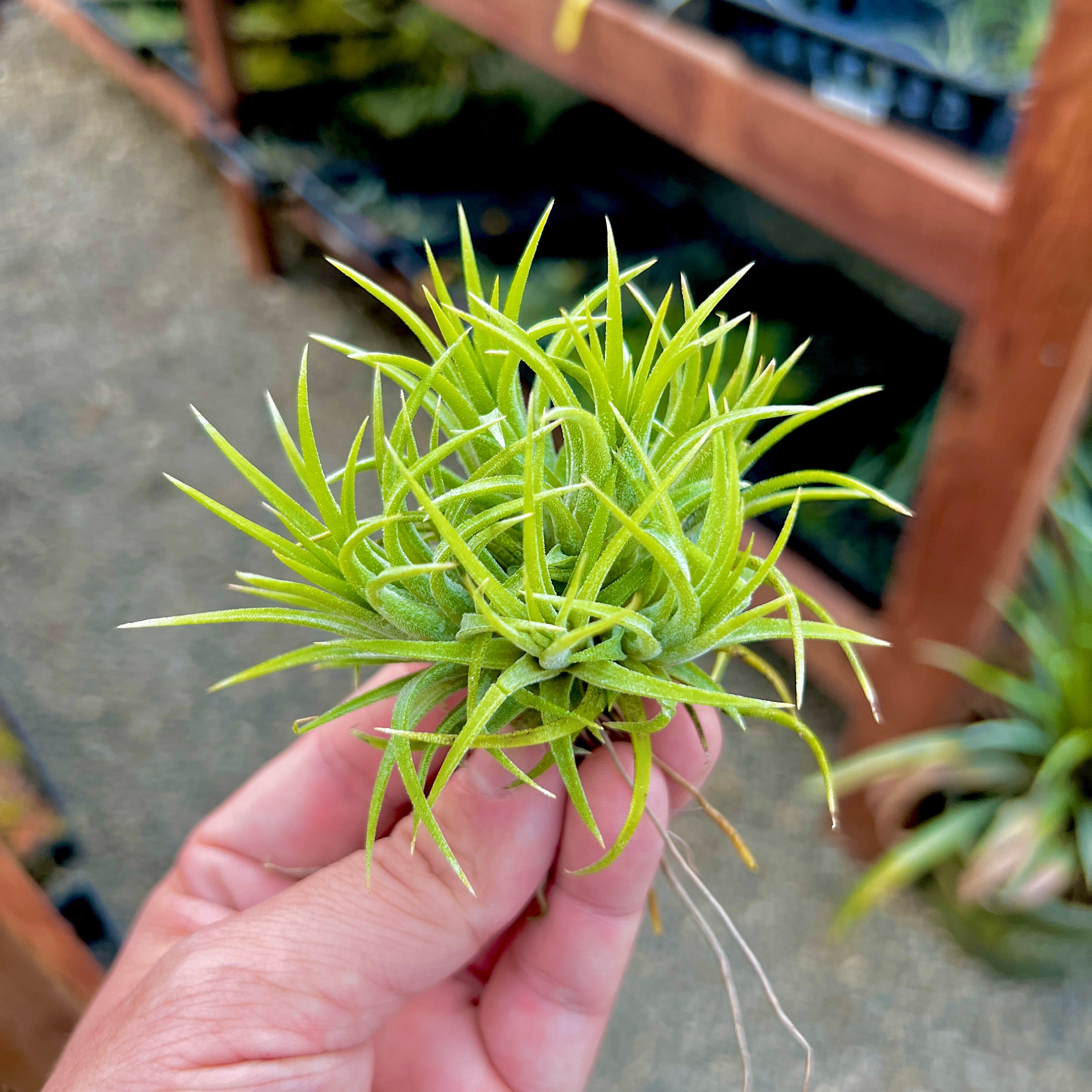 Ionantha Blue Eyed Druid Clump Air Plant *leaves Turn Yellow Ionantha Blue Eyed Druid Clump Air Plant *leaves Turn Yellow