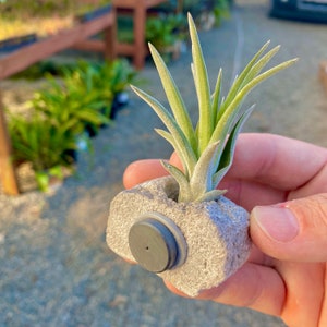 Cute Mini Rock Air Plant Magnet (Rock Magnet Only or Rock Magnet + Plant)
