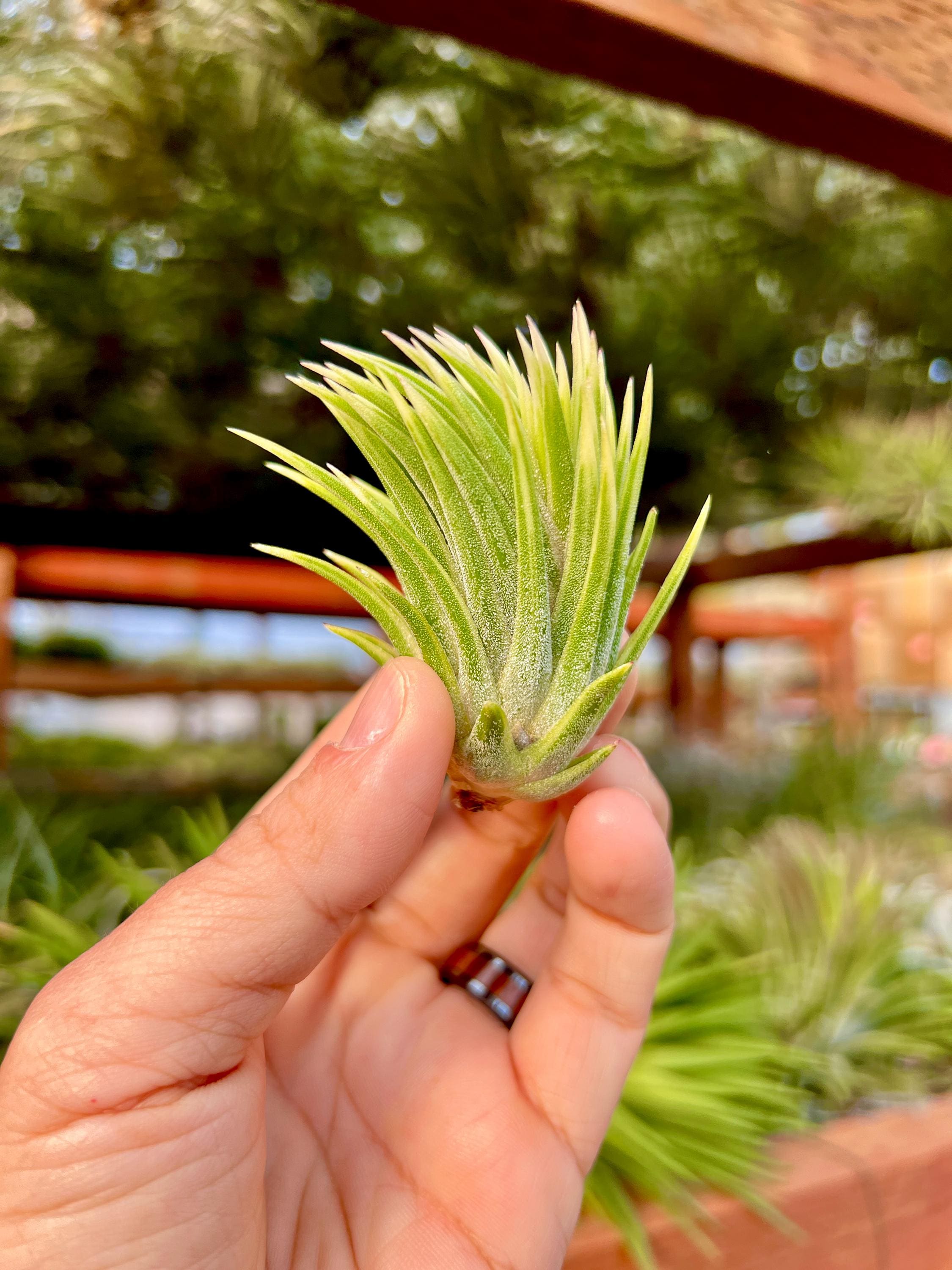 Ionantha Albomarginata Air Plant *RARE Variegated Tillandsia* - Etsy