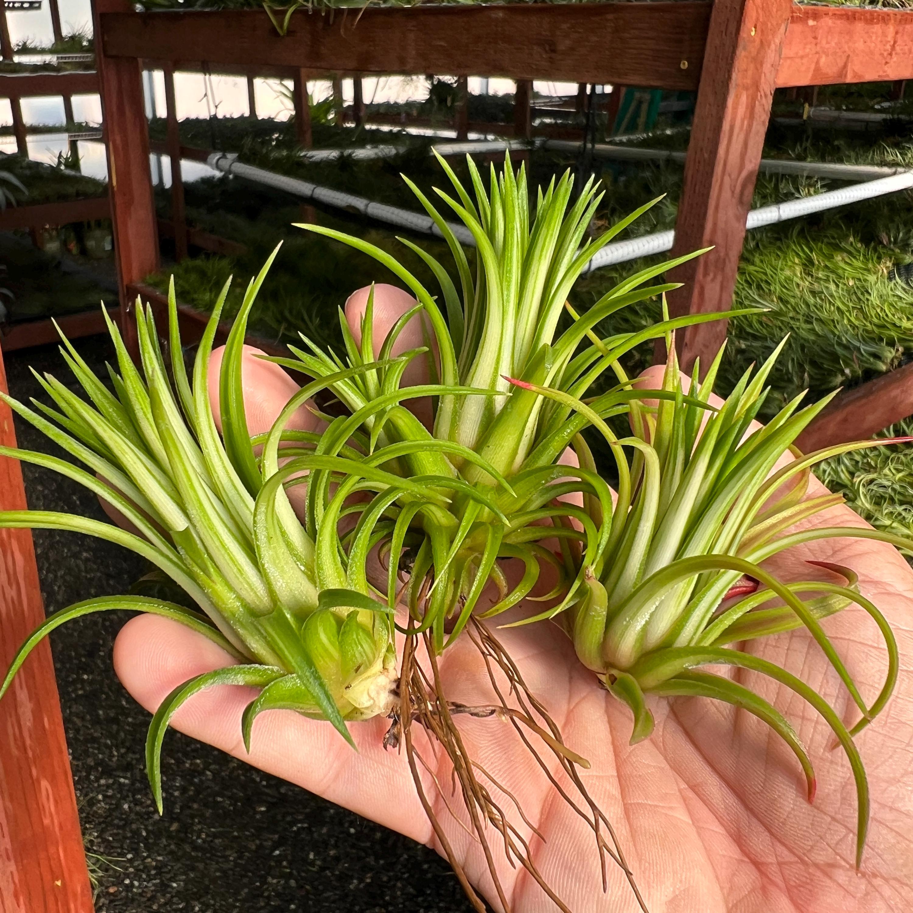 Ionantha Variegata Air Plant *RARE Variegated Tillandsia* - Etsy
