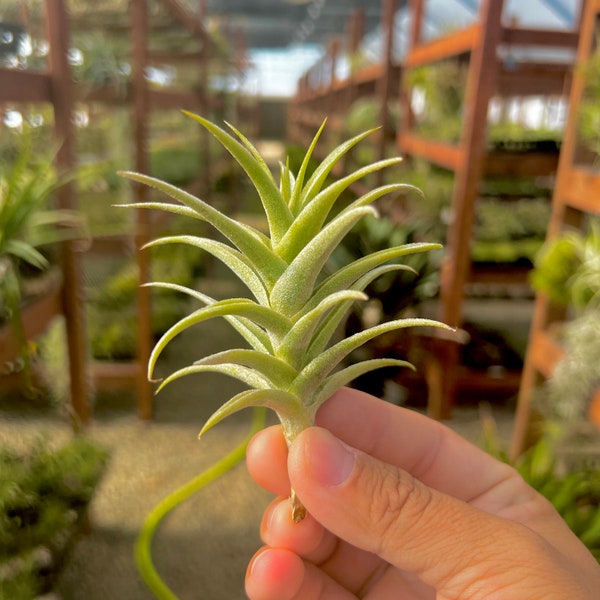 Purpurea Air Plant *Beautiful Symmetry*