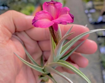 Mystic Trumpet Air Plant *Produces a deep pink flower!*
