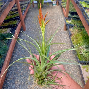 Vernicosa Tall Form Offset Air Plant