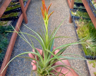 Vernicosa Tall Form Air Plant *HAS PUPS GROWING!*