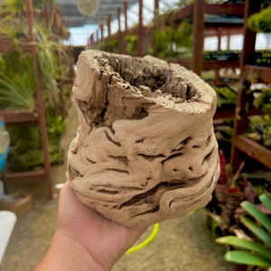 May include: A natural wood planter with a unique, intricate, and textured design. The planter is light brown in color and has a wide opening at the top.