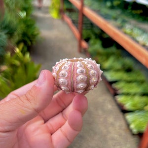 Small PURPLE Sputnik Sea Urchin Shells For Air Plants and Crafts