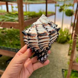May include: A large, spiky seashell with black and white stripes. The shell is held in a hand.