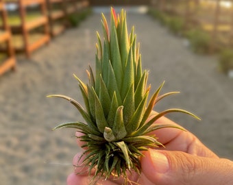 Ionantha Hazelnut *Cute Small Air Plant*