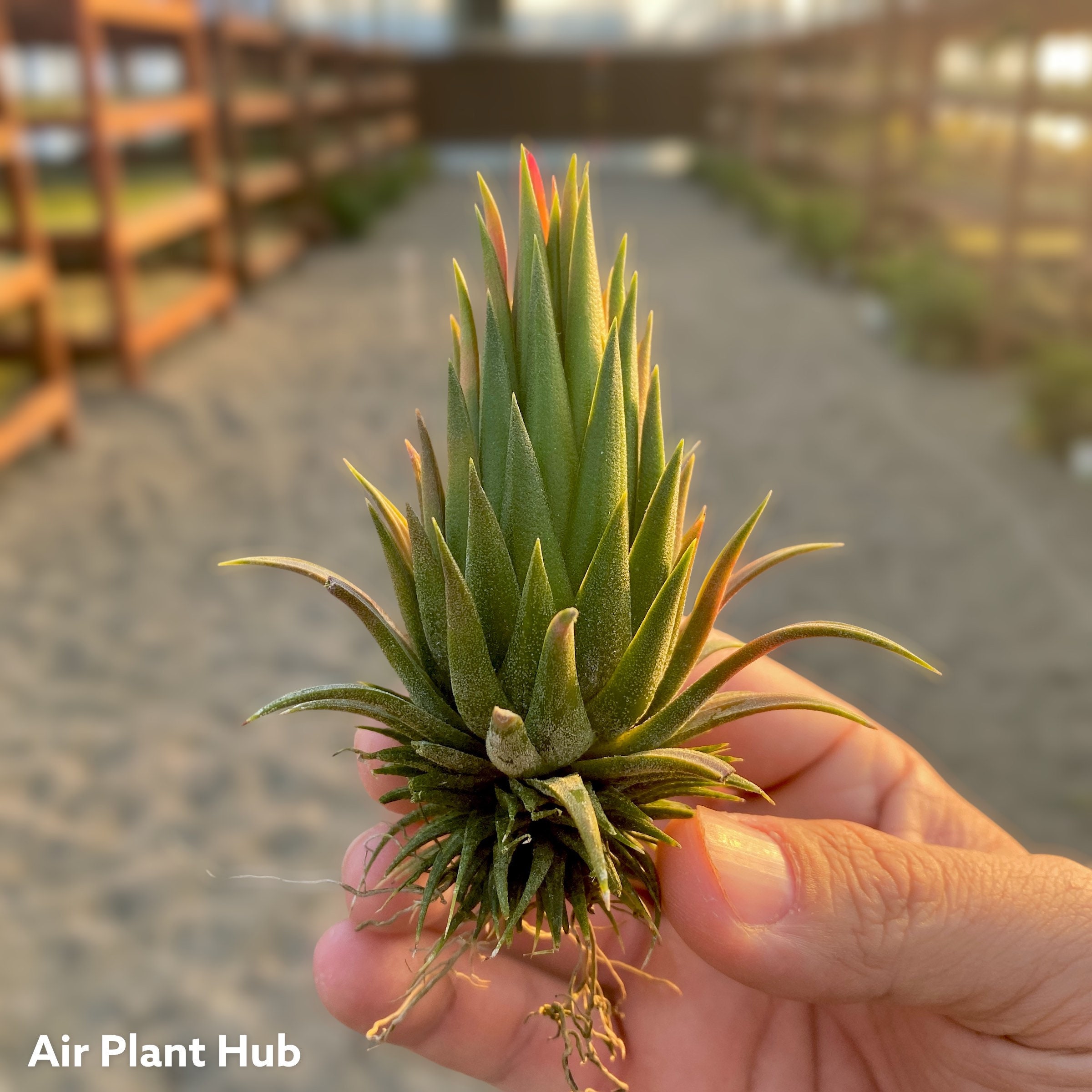 Ionantha Hazelnut *cute Small Air Plant* - Etsy
