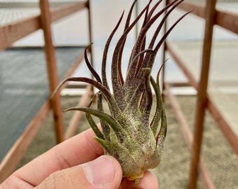 Pruinosa Guatemala Air Plant *Crazy Wavy Tendrils!*