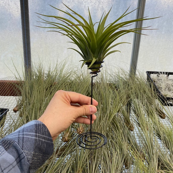 Tall Wire Spring Stand For Air Plants