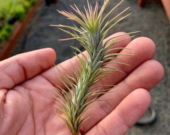 Funckiana Air Plant *AKA Caterpillar Plant!*