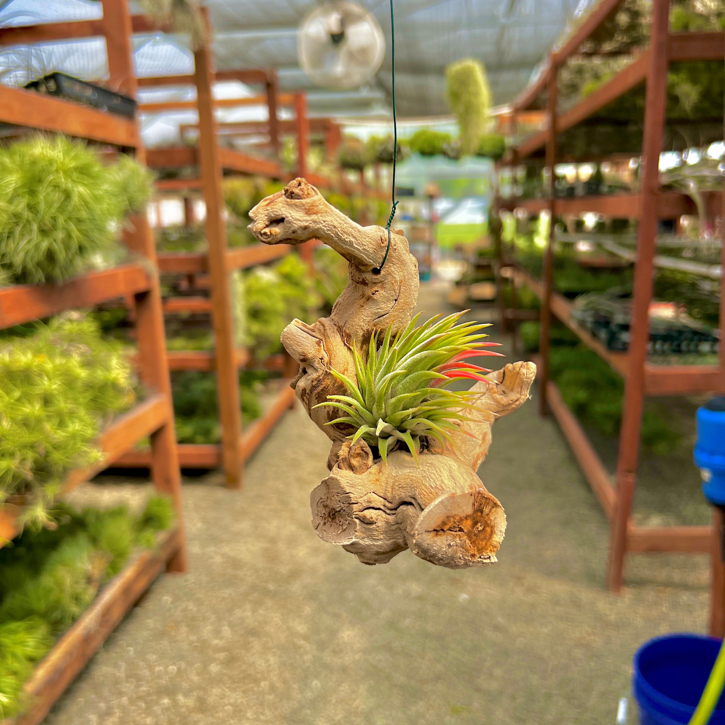 Small Hanging Grapewood Branch Air Plant Display Driftwood Style Decor -  Etsy